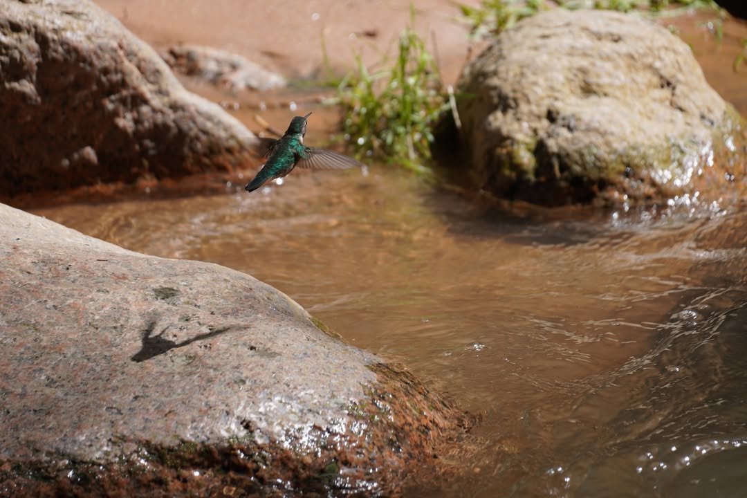 Hummingbird along Seven Falls Trail
