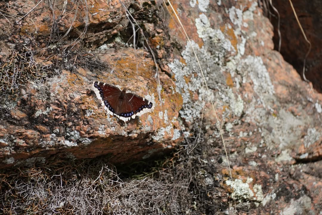 Mourning Cloak Butterfly