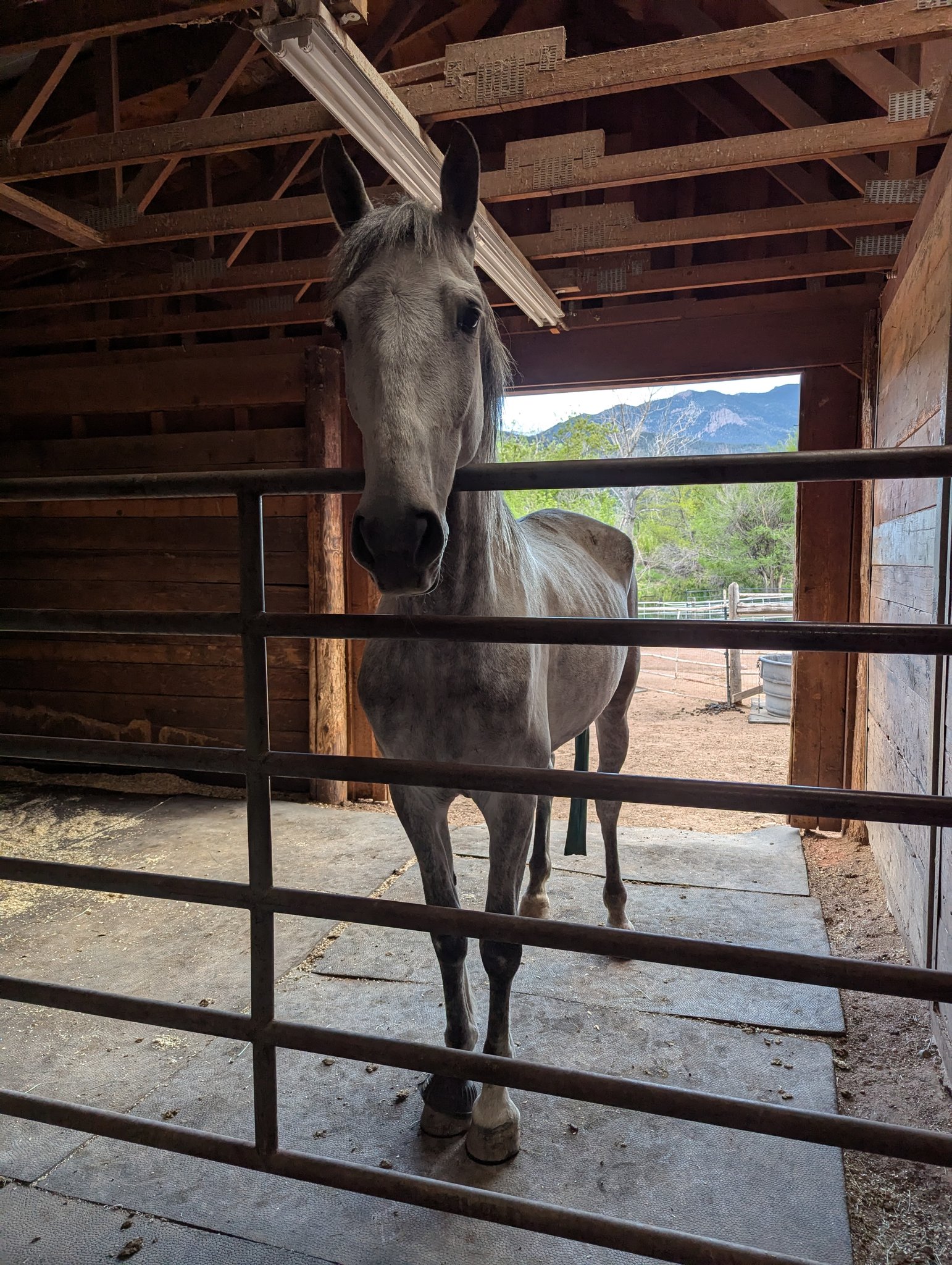 Norris Penrose RV Park Horse Stable