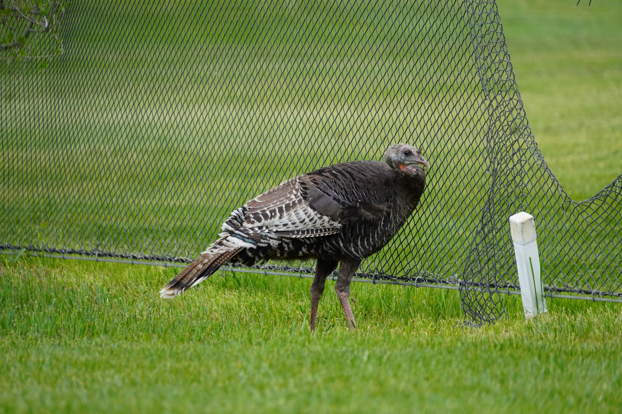 Turkey in Colorado Springs