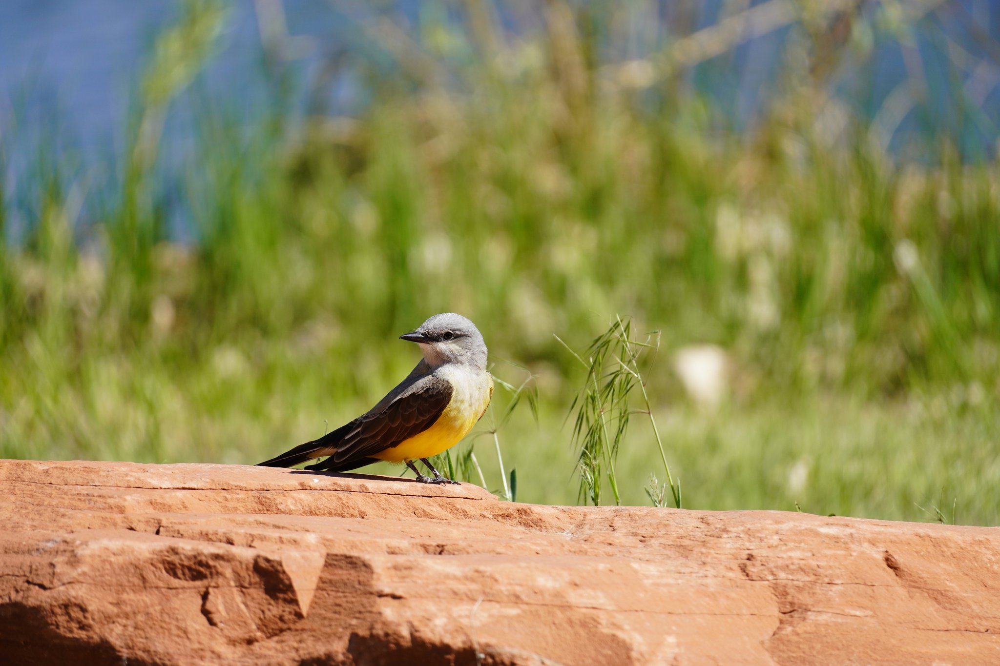 Western Kingbird at St Vrain