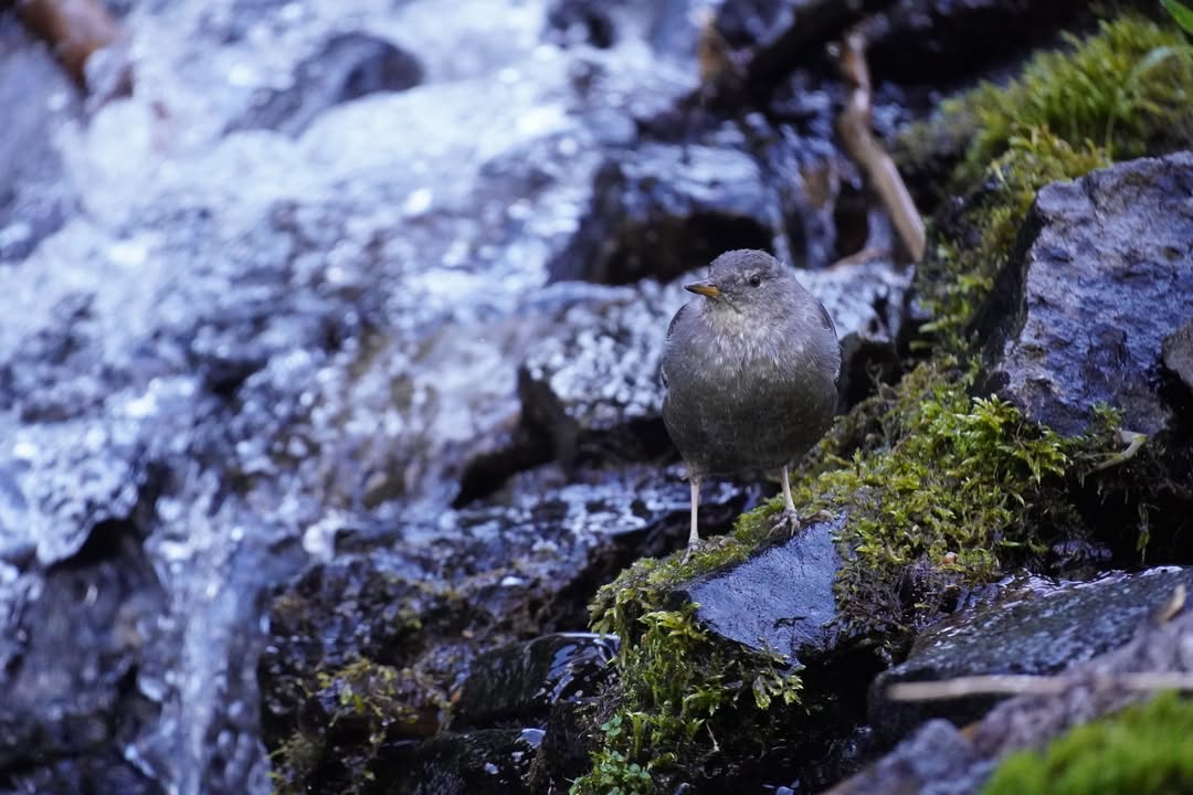 American Dipper at Vidae Falls