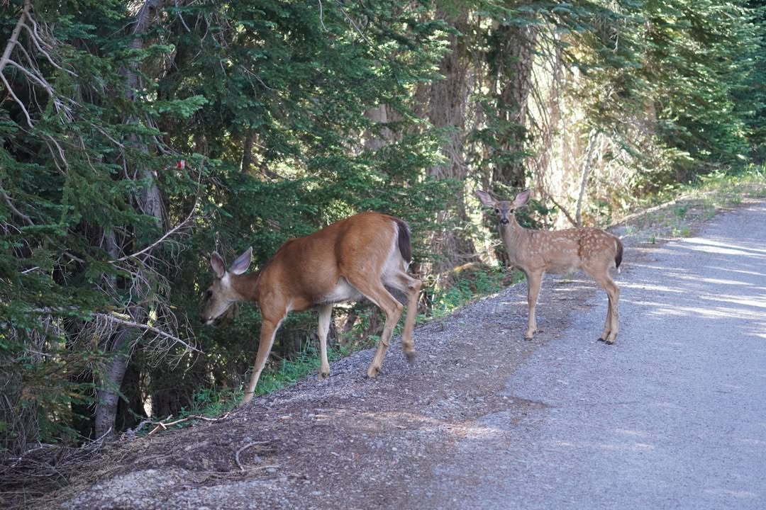 Blacktail Deer and Fawn near Vidae Falls