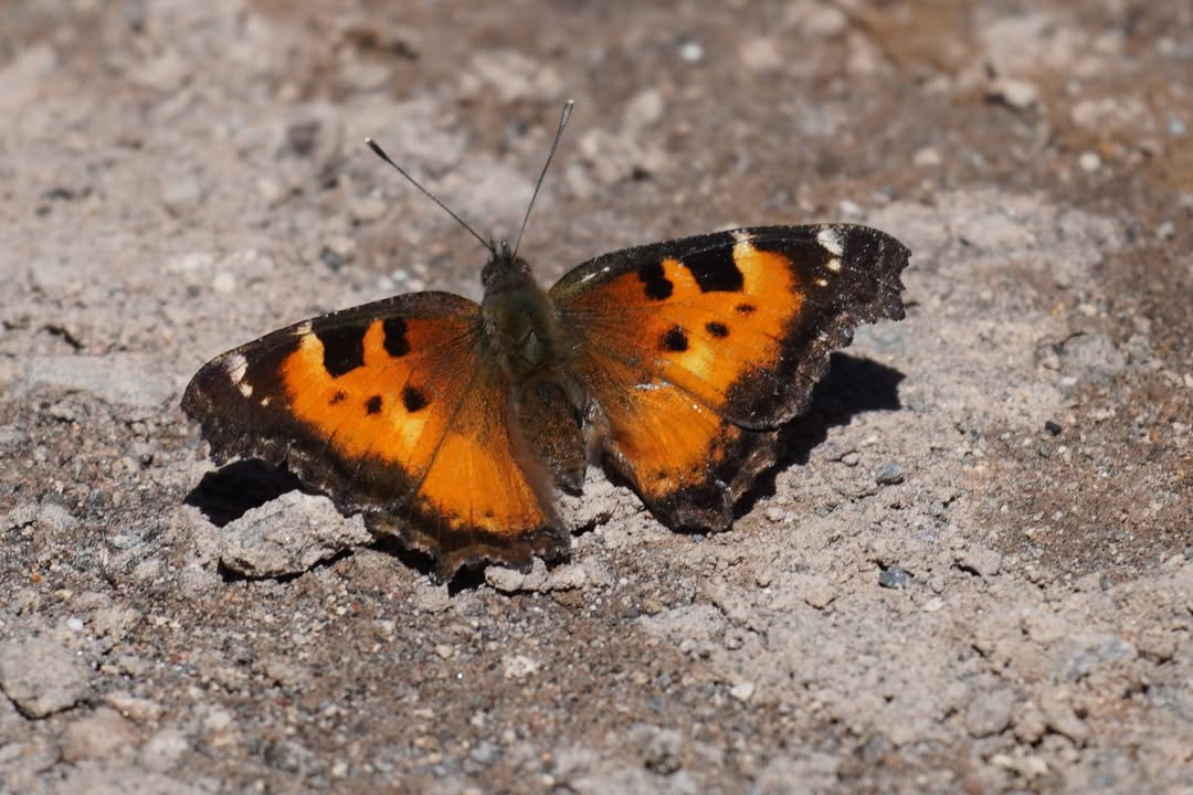 California Tortoiseshell butterfly on rim