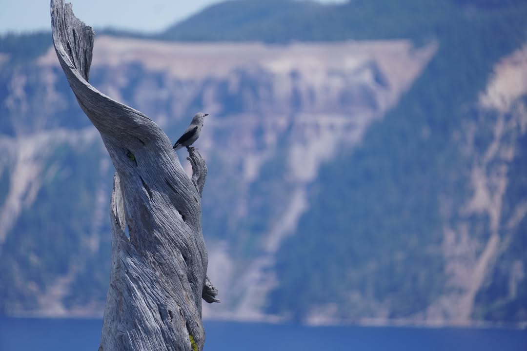 Clark's Nutcracker at Discovery Point