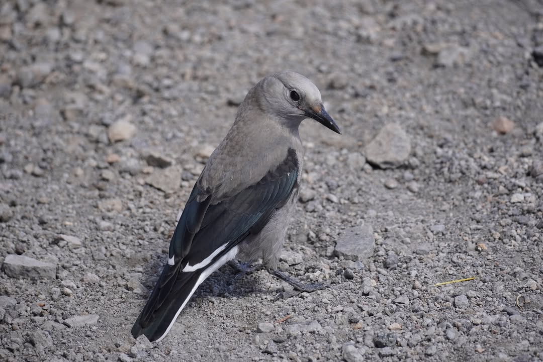 Clark's Nutcracker at Discovery Point
