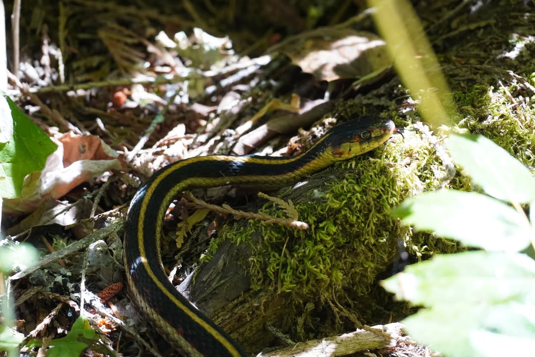 Garter Snake at Toketee Lake Campsite