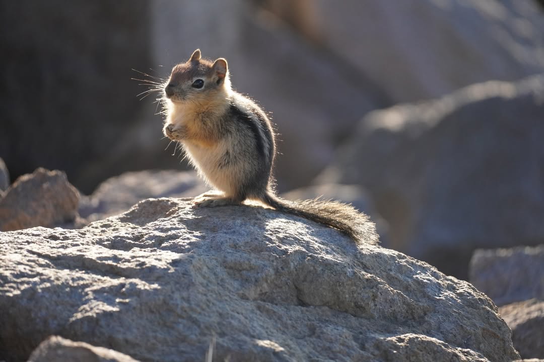 Golden-mantled Ground Squirrel on Watchman Lookout Trail