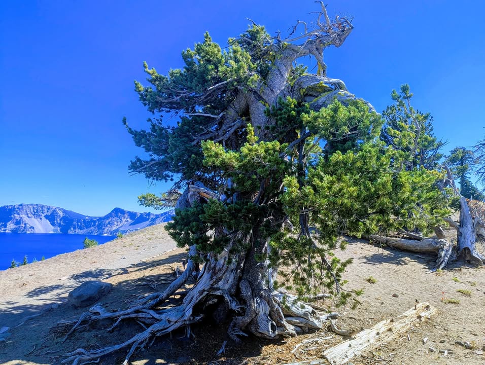 Grandmother Tree - Whitebark Pine