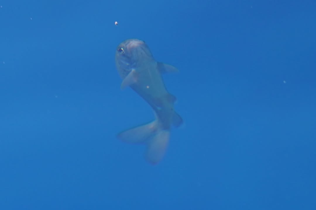 Kokanee salmon in Crater Lake