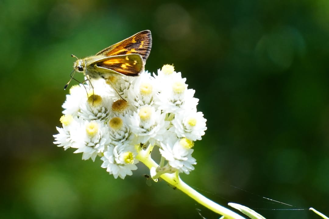 Pearly Everlasting flower and Skipper butterfly along Annie Creek Trail