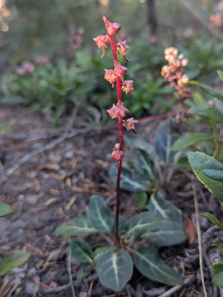 Pipsissewa on Annie Creek Trail