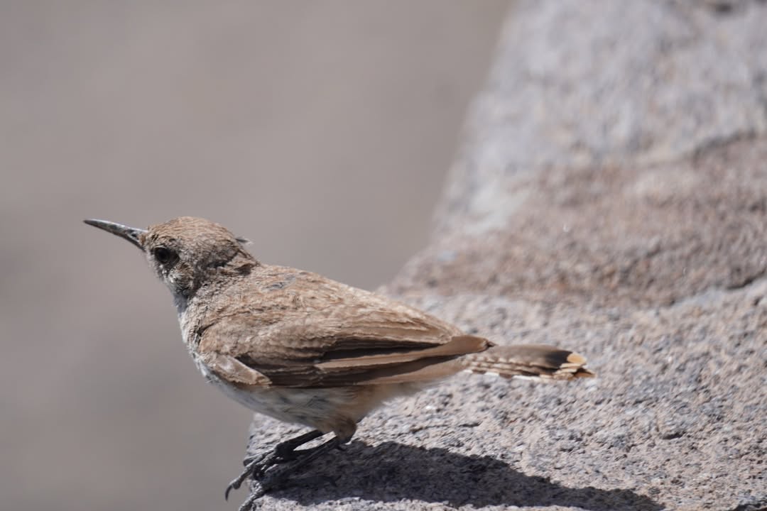 Rock Wren at Discovery Point