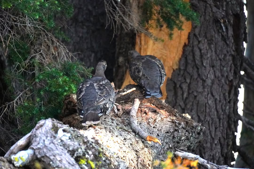 Sooty Grouse males on Watchman Lookout Trail