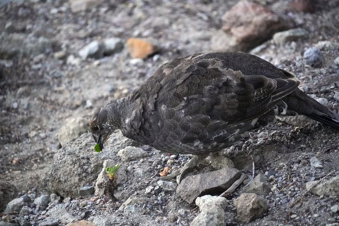 Sooty Grouse on Watchman Lookout Trail
