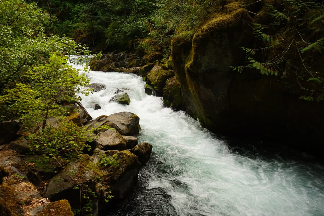 Trail to Toketee Falls