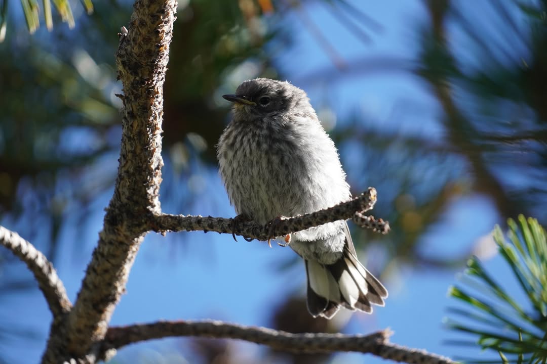 Yellow-rumped Warbler juvenile near Lodge