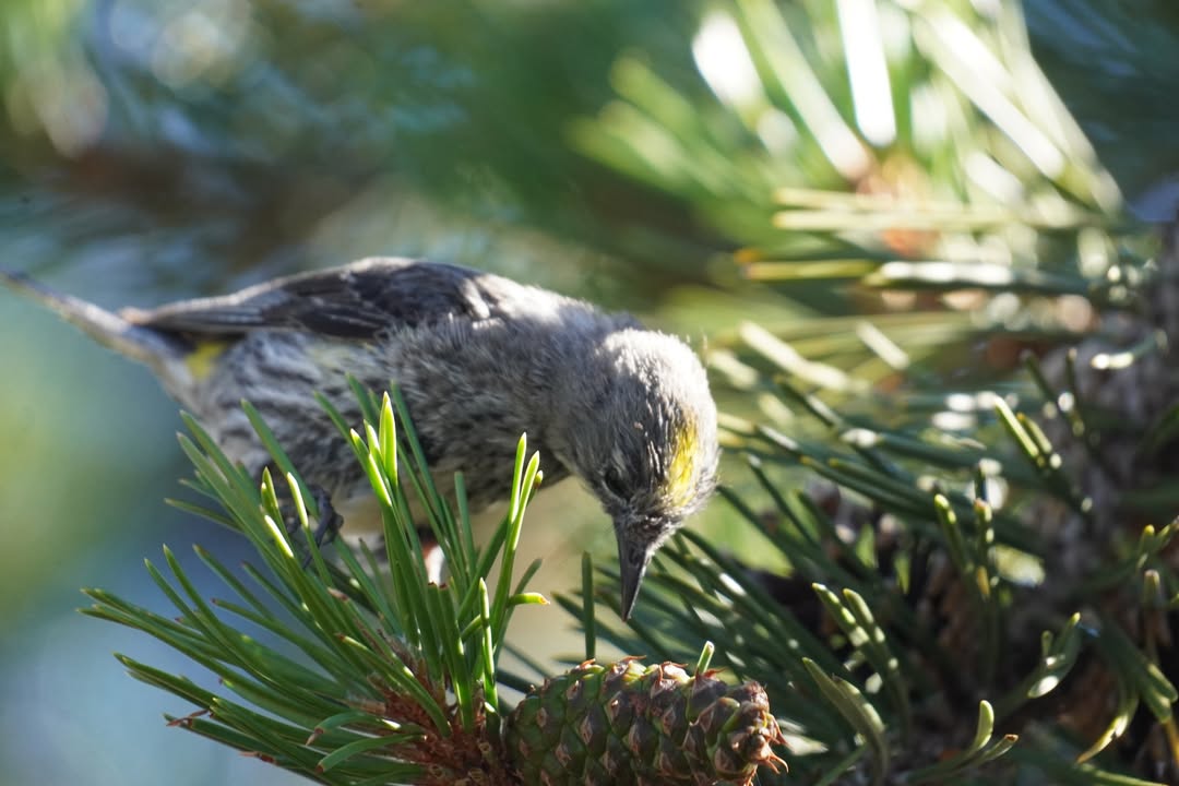 Yellow-rumped Warbler near Lodge
