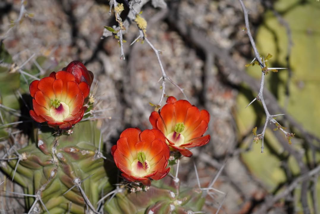 Claret Cup cactus
