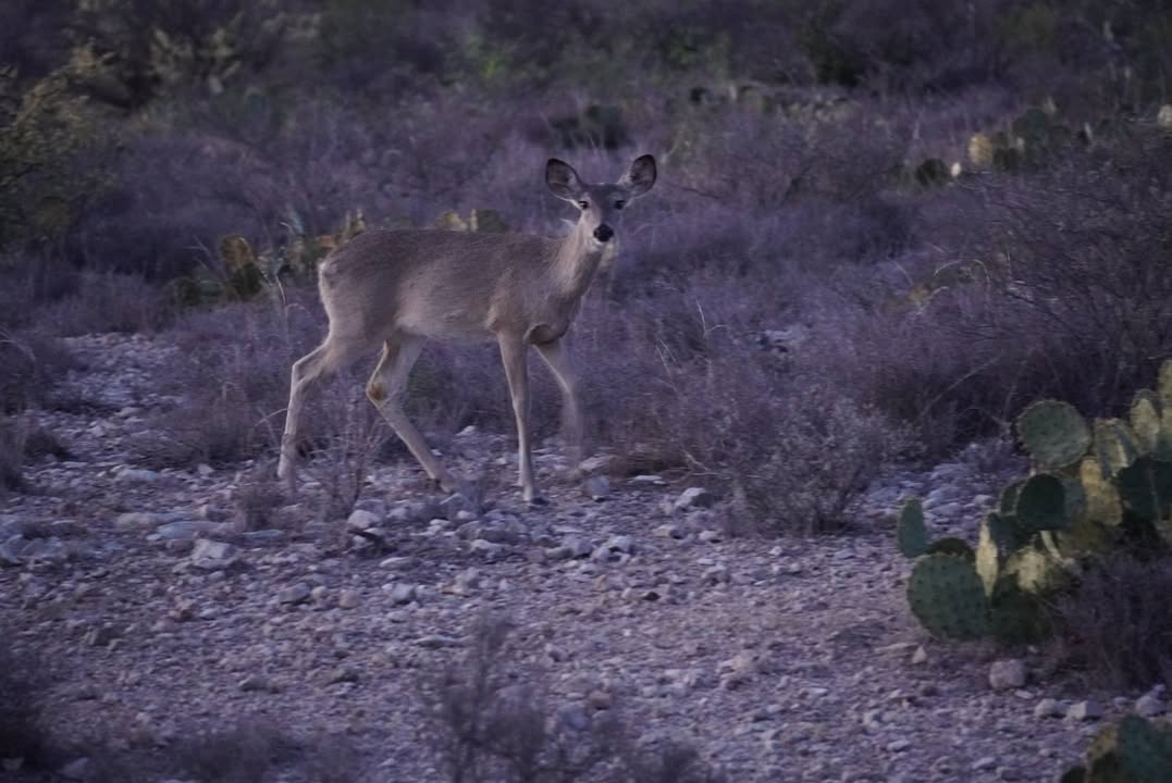 Deer at Seminole Canyon State Park