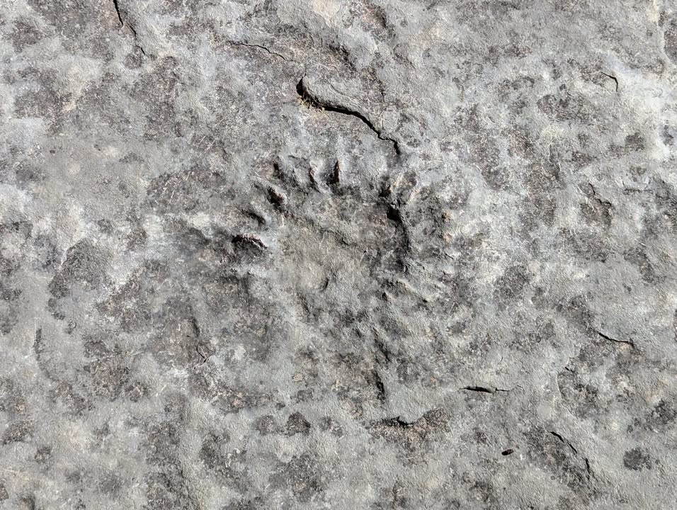 Prehistoric Marine Fossils