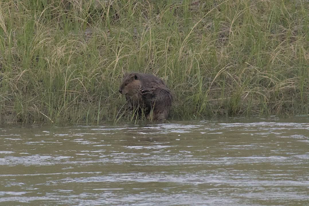 Beaver along Green River Campground hike