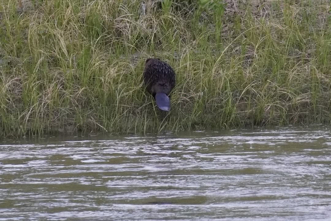Beaver along Green River Campground hike