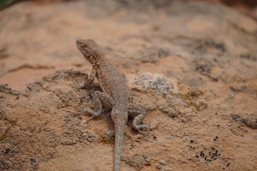 Common Side-blotched Lizard at Cub Creek Petroglyphs