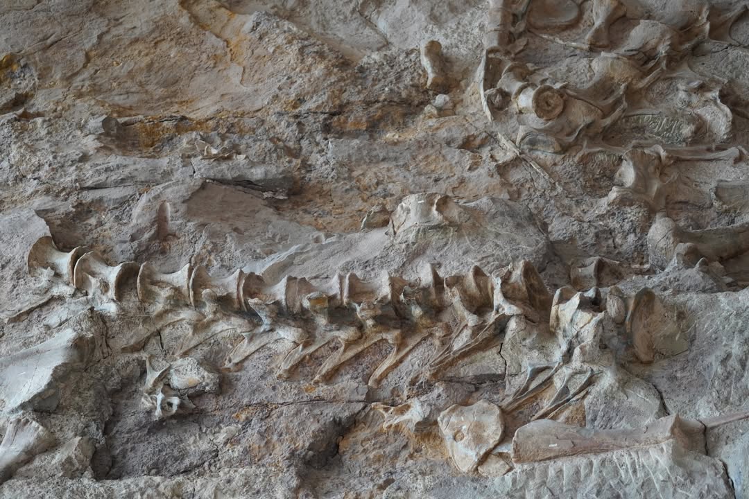 Dinosaur Bones in Quarry Exhibit Hall