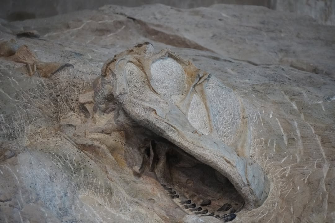 Dinosaur Bones in Quarry Exhibit Hall