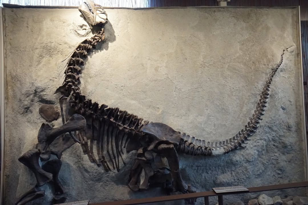 Dinosaur Bones in Quarry Exhibit Hall