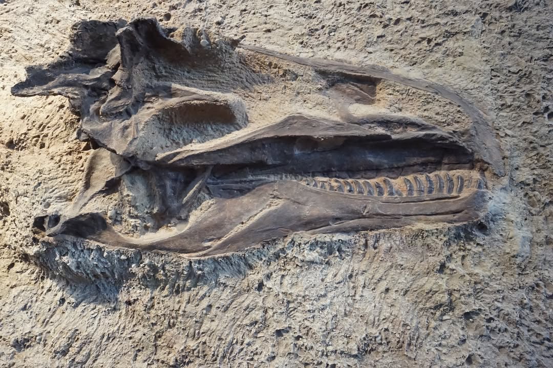 Dinosaur Bones in Quarry Exhibit Hall