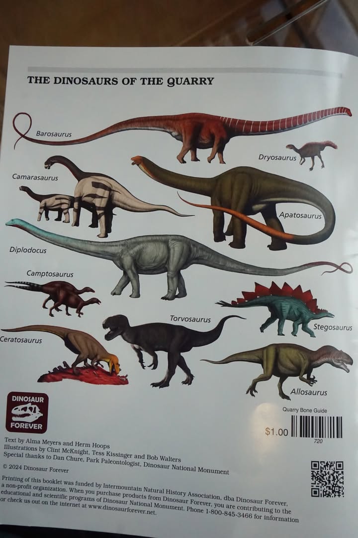 Dinosaur Bones in Quarry Exhibit Hall