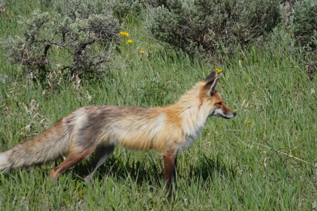 Fox at Stagecoach State Park