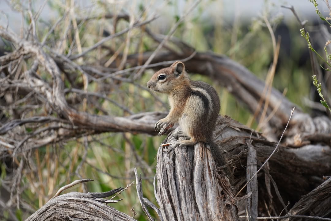 Ground Squirrel at the Campsite
