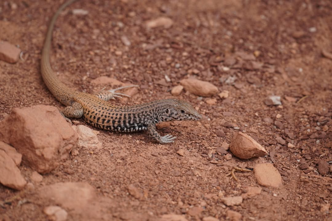 Plateau Striped Whiptail Lizard  on Cub Creek Trail