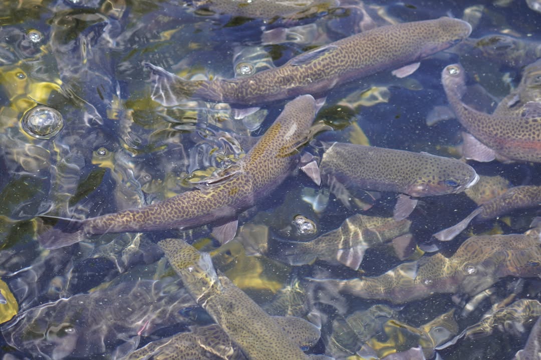 Trout at Durango Fish Hatchery