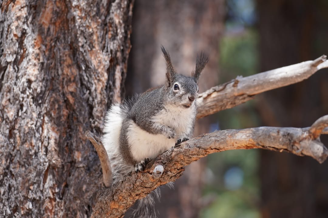 Abert’s squirrel
