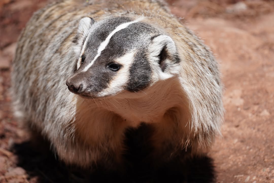 Badger
