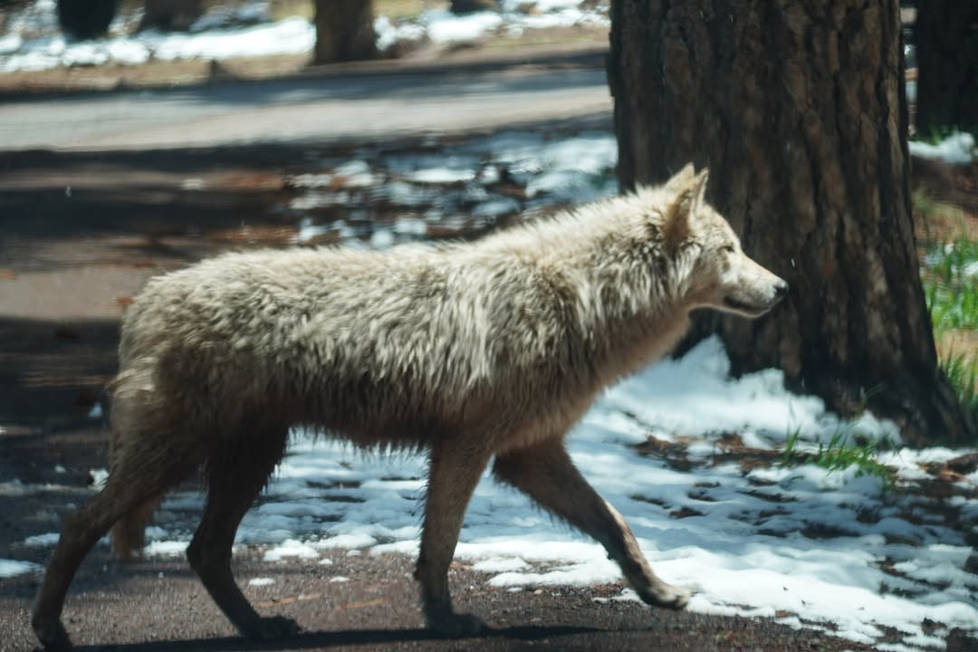 Bearizona Wolf