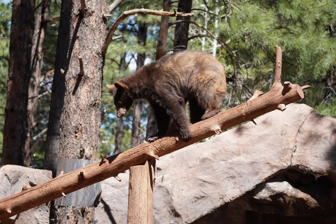 Black Bear at Bearizona