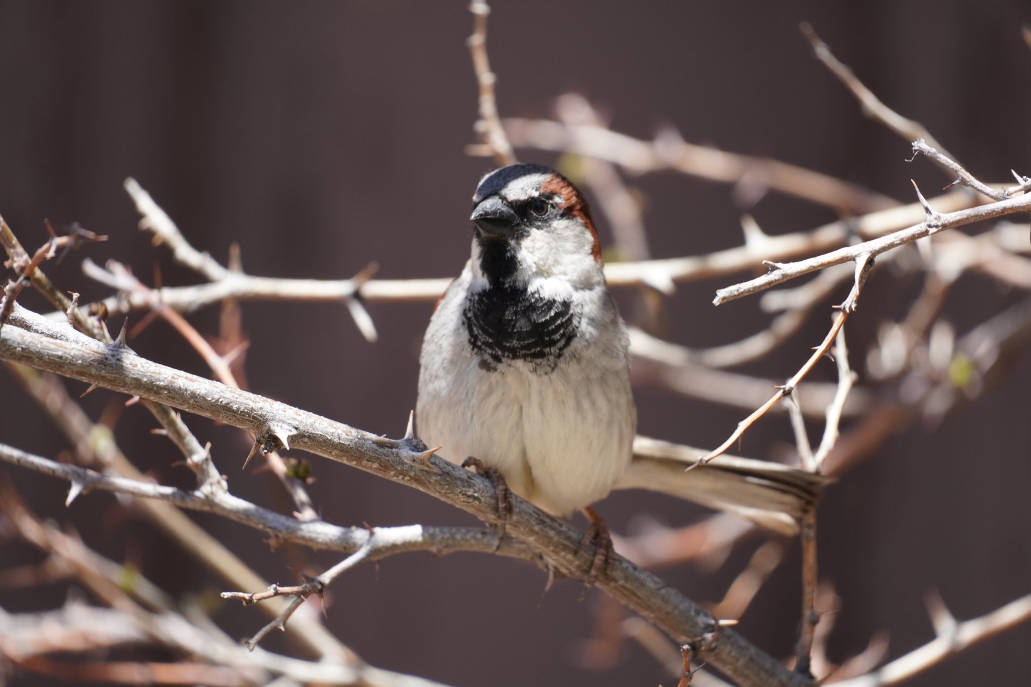 Black-throated Sparrow