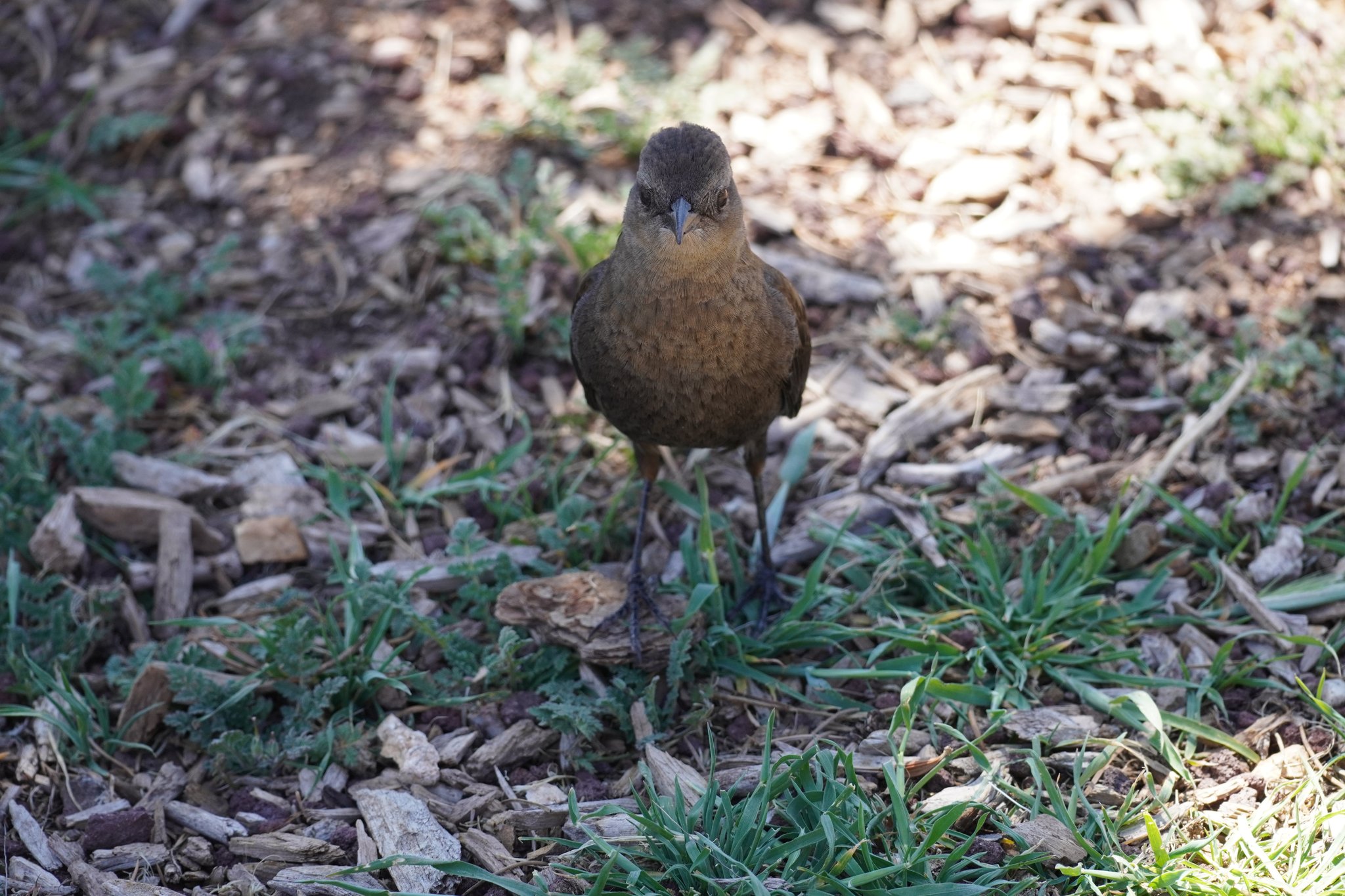 Canyon Towhee