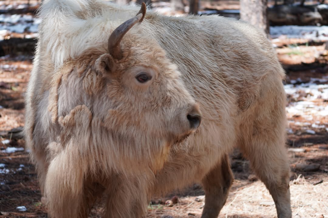 Domestic Yak