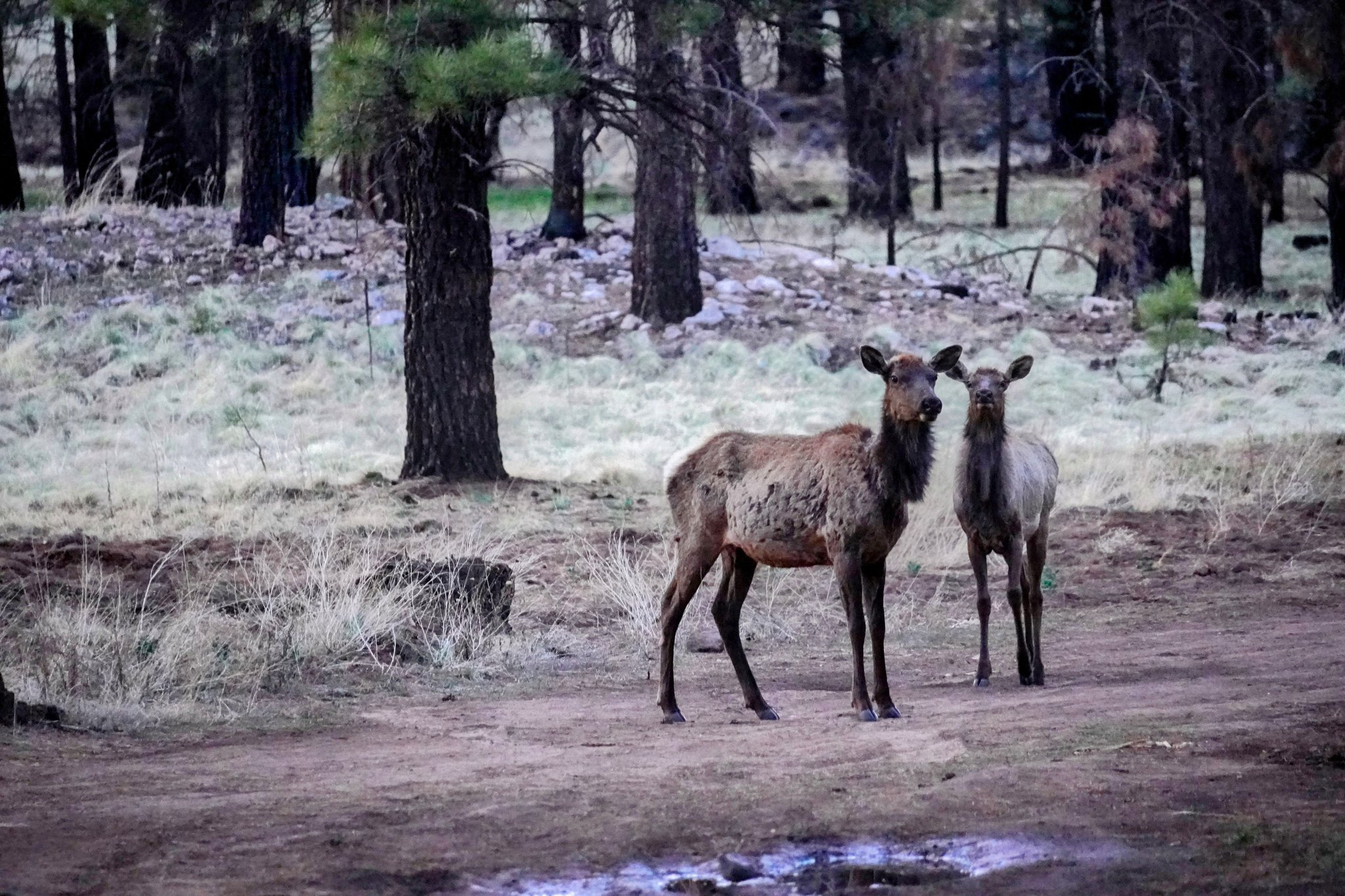 Elk at Lake Mary Boondocking Site