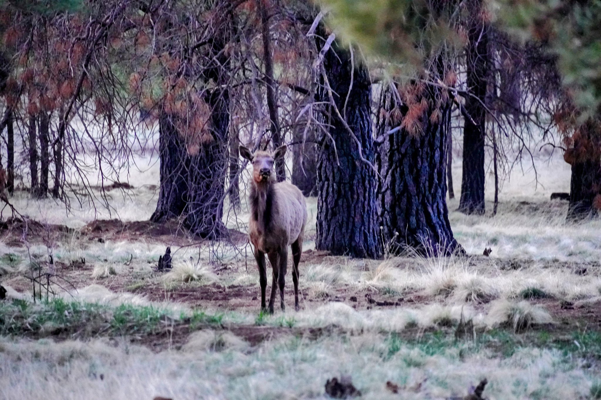 Elk at Lake Mary Boondocking Site