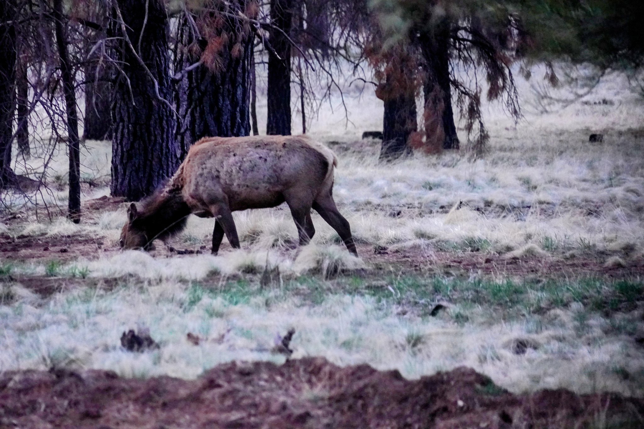 Elk at Lake Mary Boondocking Site