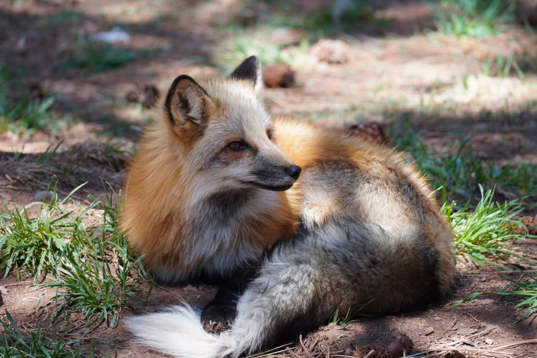 Fox