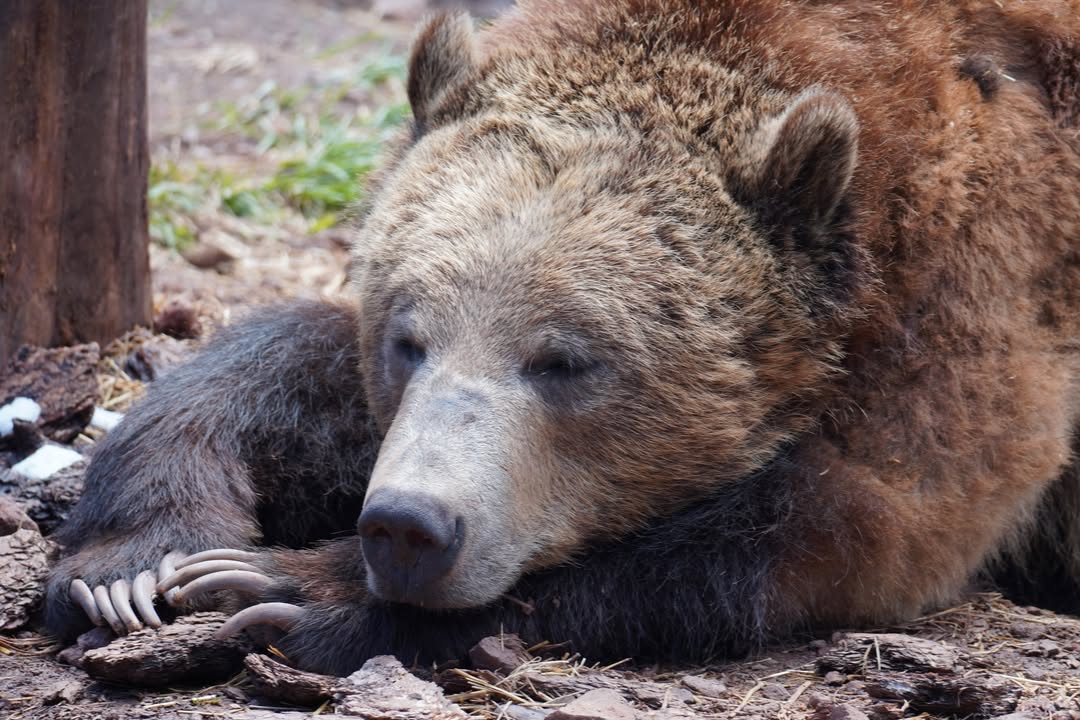 Grizzly at Bearizona