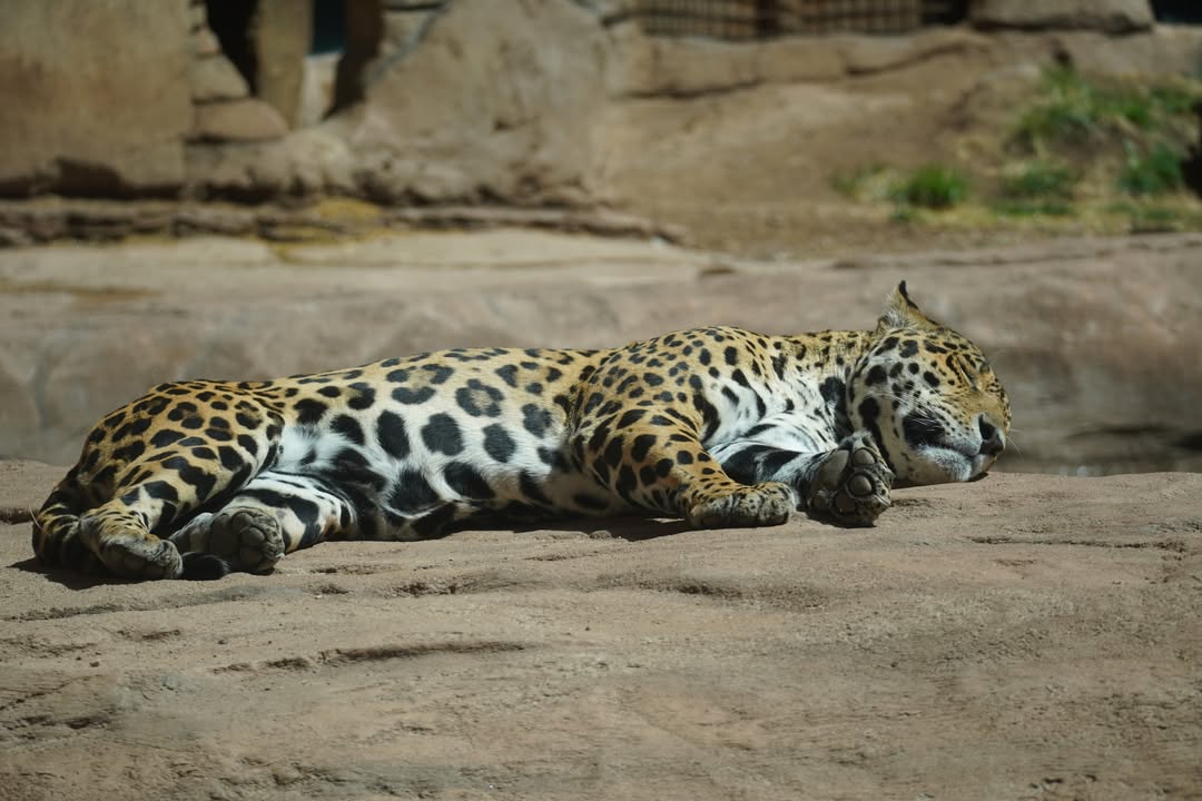 Jaguar